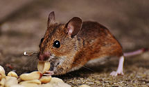 24 Hour & Emergency Exterminators in Charbonneau, ND
